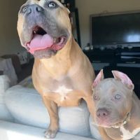 Seven Hills Pet Clinic ico