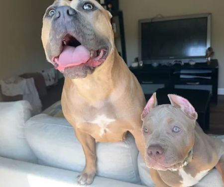 Seven Hills Pet Clinic