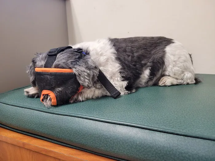 Seven Hills Pet Clinic Picture 10
