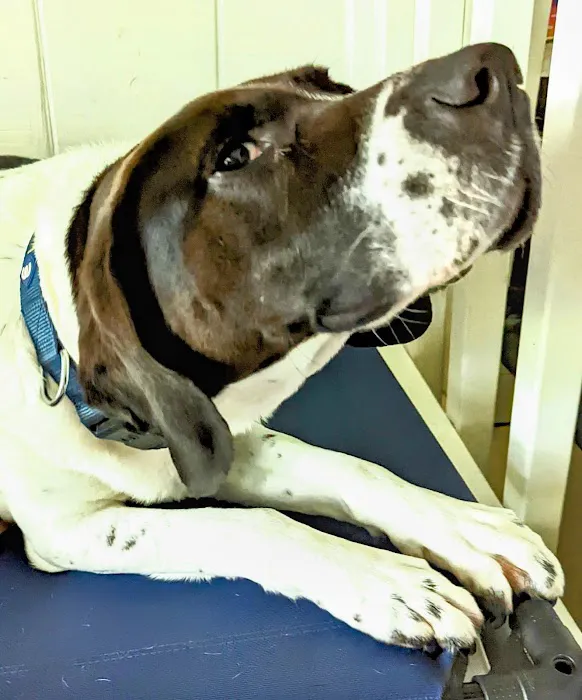 Family Animal Hospital Picture 10