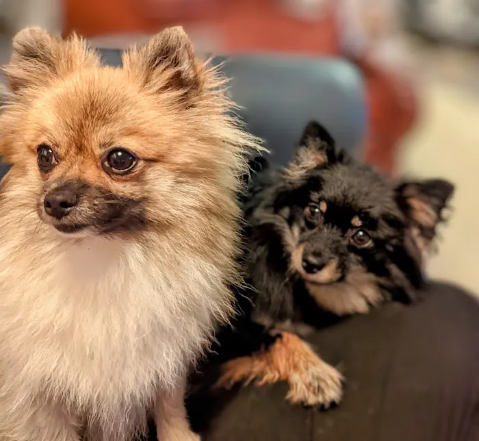 Family Animal Hospital Picture 4