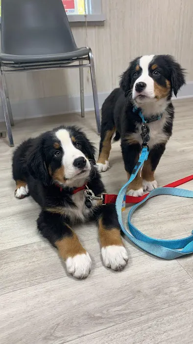 Caesar Creek Animal Clinic Picture 7