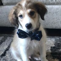 Caesar Creek Animal Clinic ico