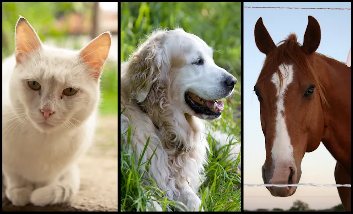 The Pony Express Veterinary Hospital Picture 4