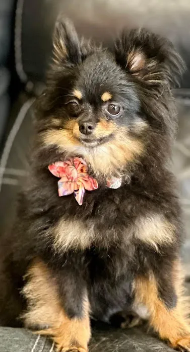 Lebanon Animal Hospital Picture 7