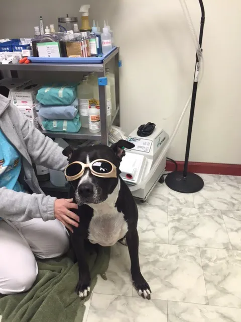 Lebanon Animal Hospital Picture 5