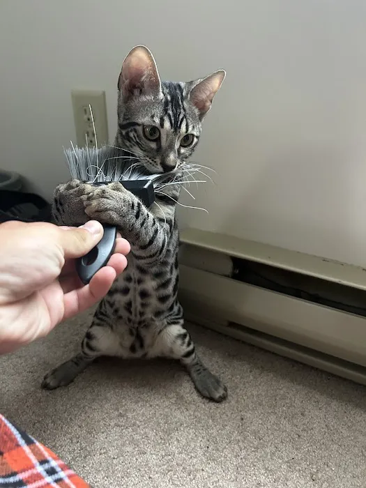 StarKittie Bengals Picture 2