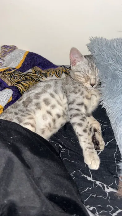 StarKittie Bengals Picture 1