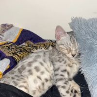 StarKittie Bengals ico