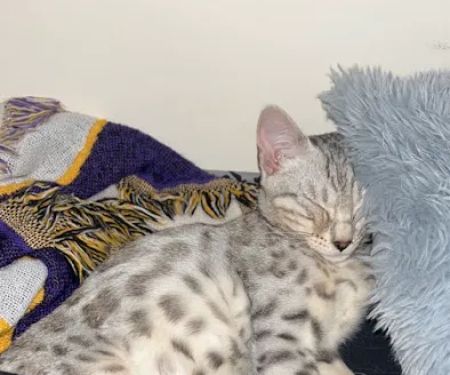 StarKittie Bengals