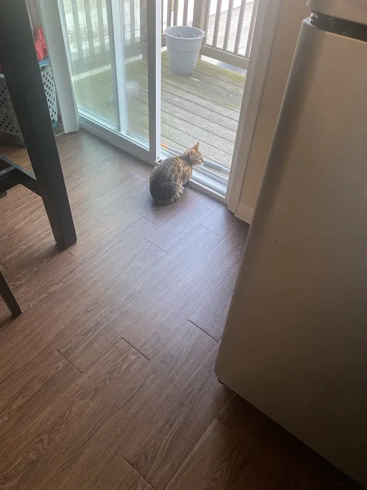 StarKittie Bengals Picture 4