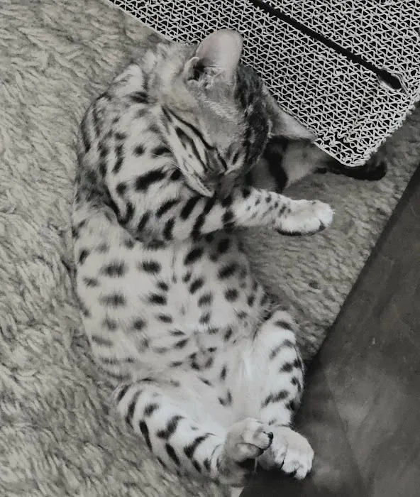 StarKittie Bengals Picture 5