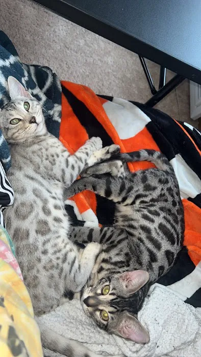 StarKittie Bengals Picture 3
