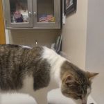 Waynesville Veterinary Hospital
