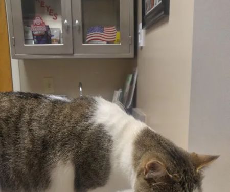 Waynesville Veterinary Hospital