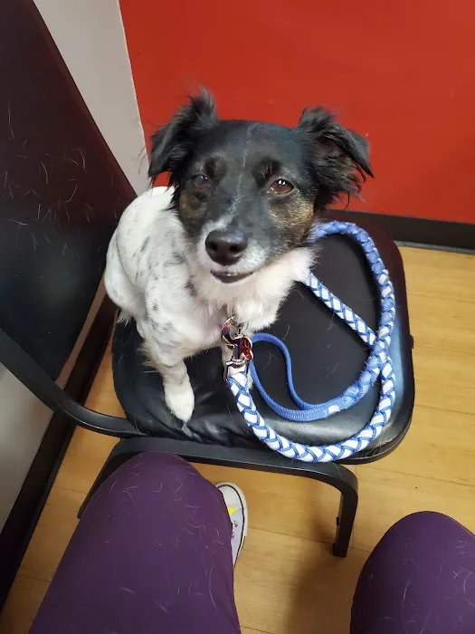 Covenant Animal Clinic - Bellbrook Picture 2