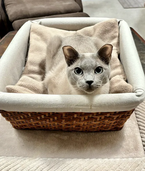 Covenant Animal Clinic - Bellbrook Picture 4