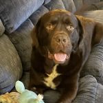 Covenant Animal Clinic - Bellbrook