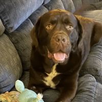 Covenant Animal Clinic - Bellbrook ico