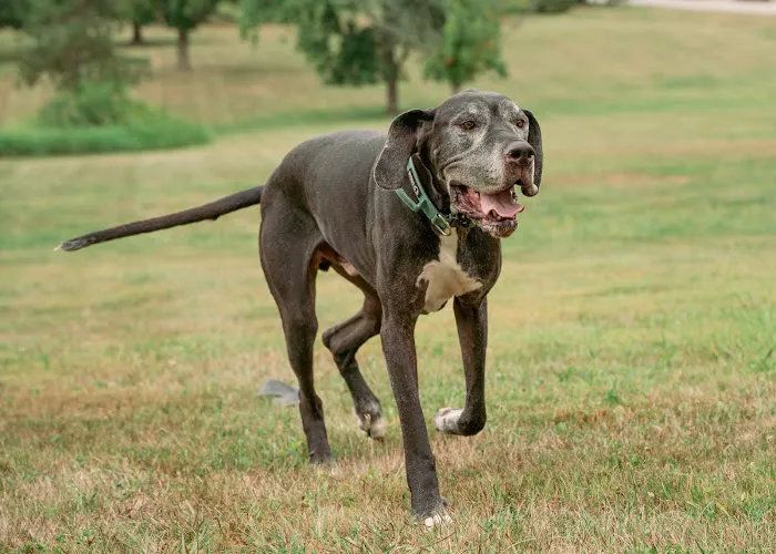 Four Paws Animal Hospital Picture 1