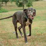 Four Paws Animal Hospital