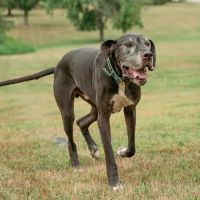 Four Paws Animal Hospital ico