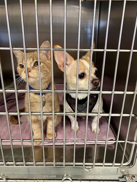Healthy Pets of Lewis Center Picture 3
