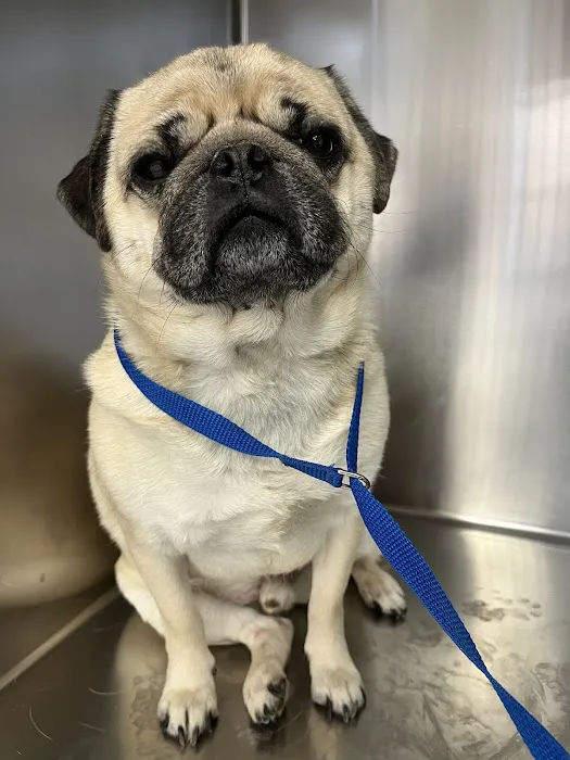 Healthy Pets of Lewis Center Picture 6