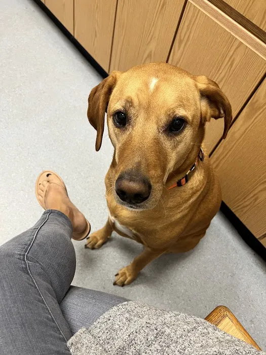 Healthy Pets of Lewis Center Picture 4