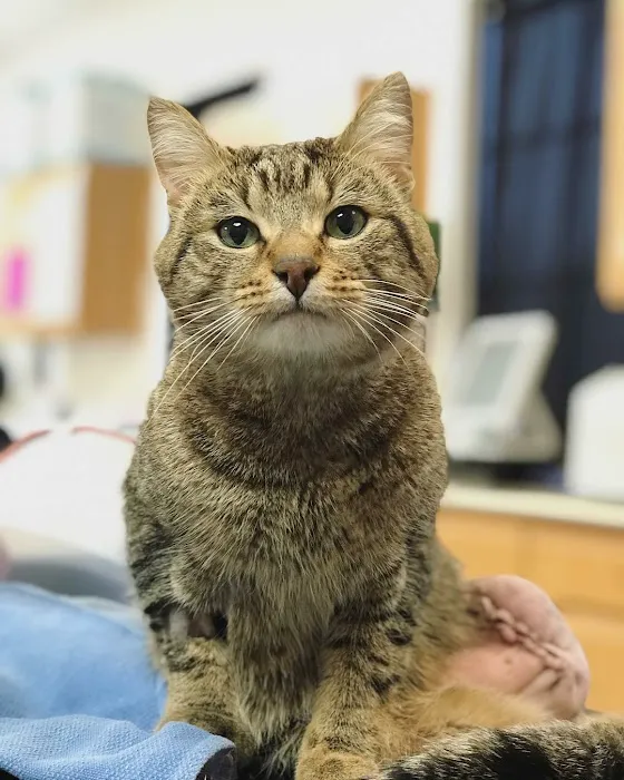 Healthy Pets of Lewis Center Picture 7