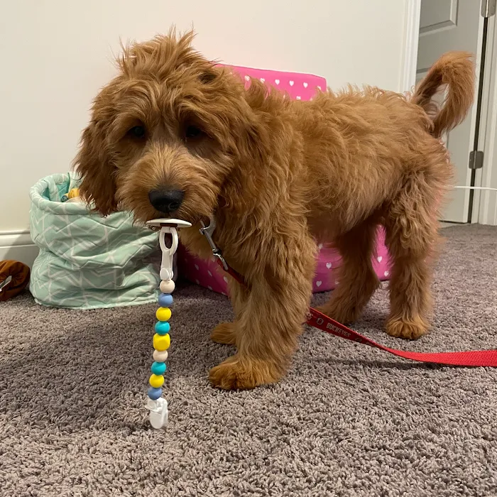 Healthy Pets of Lewis Center Picture 9