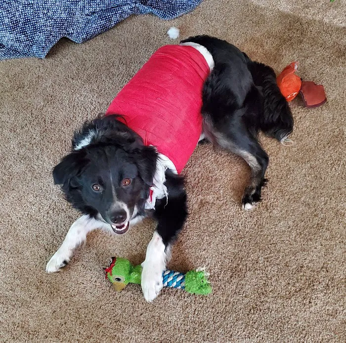 COVE Pet Care Picture 6
