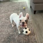 COVE Pet Care