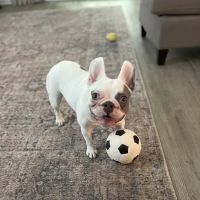 COVE Pet Care ico