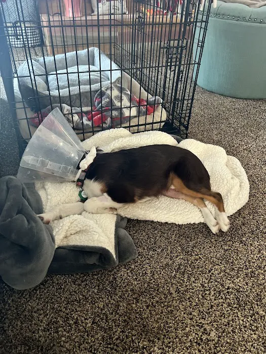 COVE Pet Care Picture 4
