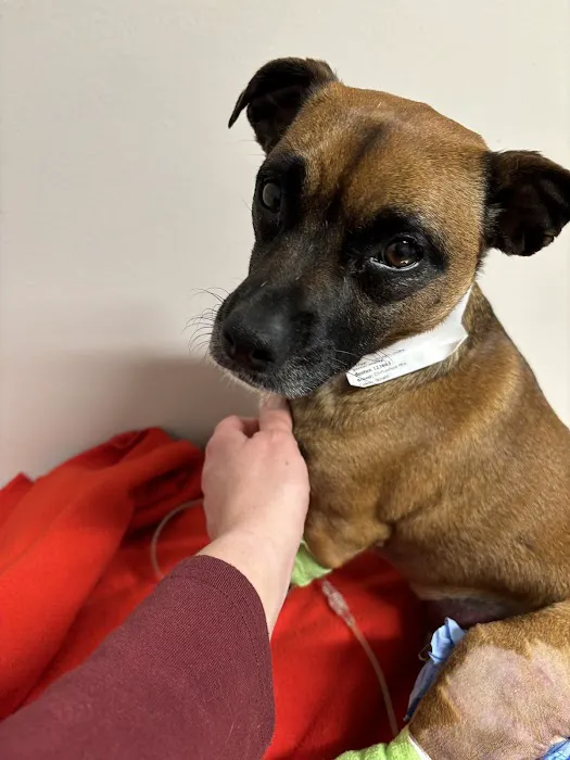 COVE Pet Care Picture 2