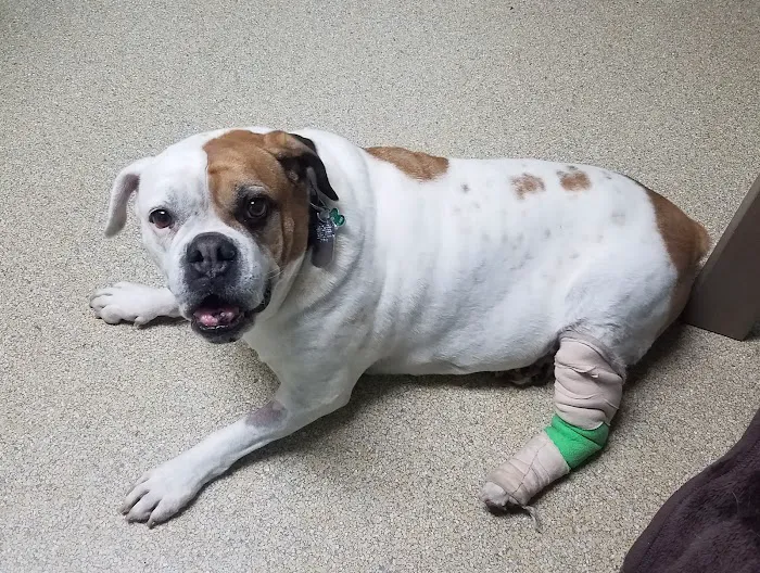 Green Meadows Veterinary Hospital Picture 6