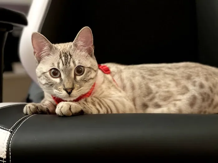 Amare Bengals Picture 1