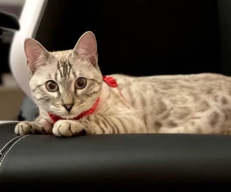 Amare Bengals