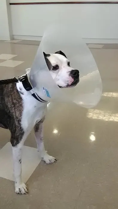 Cross County Veterinary Service Picture 8