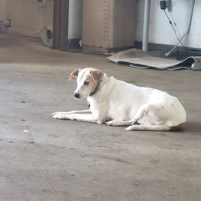 Cross County Veterinary Service Picture 6