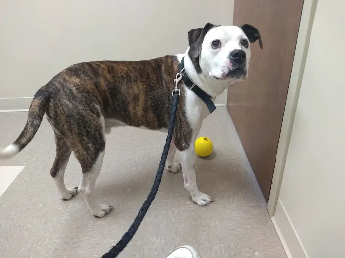 Cross County Veterinary Service Picture 7