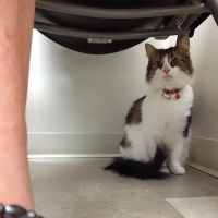 Cross County Veterinary Service ico