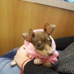 Vetcare Animal Wellness of Delaware LLC