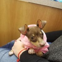 Vetcare Animal Wellness of Delaware LLC ico