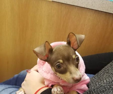 Vetcare Animal Wellness of Delaware LLC