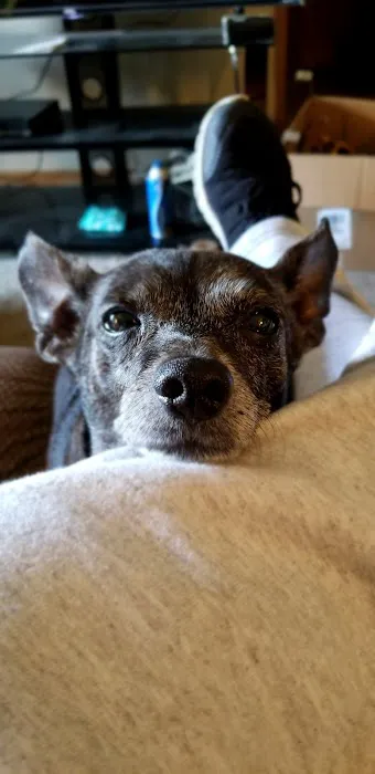 Vetcare Animal Wellness of Delaware LLC Picture 5