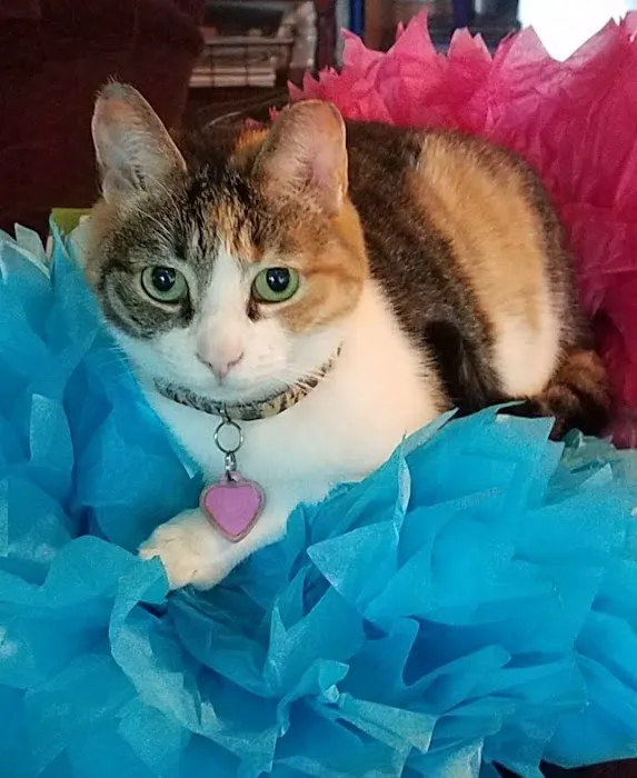 Vetcare Animal Wellness of Delaware LLC Picture 8
