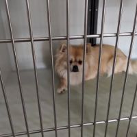 Flint Animal Hospital/ Driving Park Animal Hospital ico