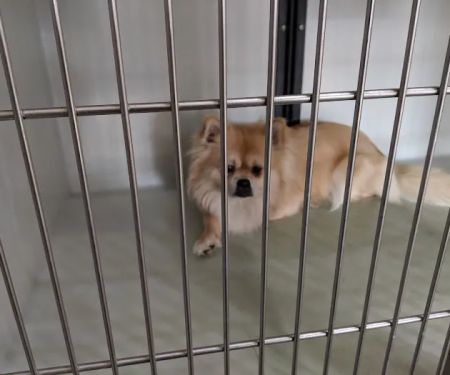 Flint Animal Hospital/ Driving Park Animal Hospital